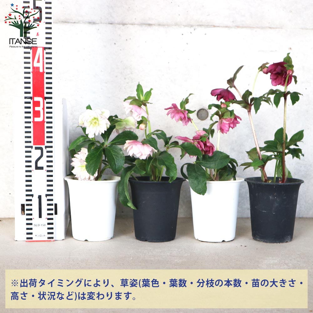 クリスマスローズ 八重咲品種・色ミックス見計らいセット2個～【花苗 4