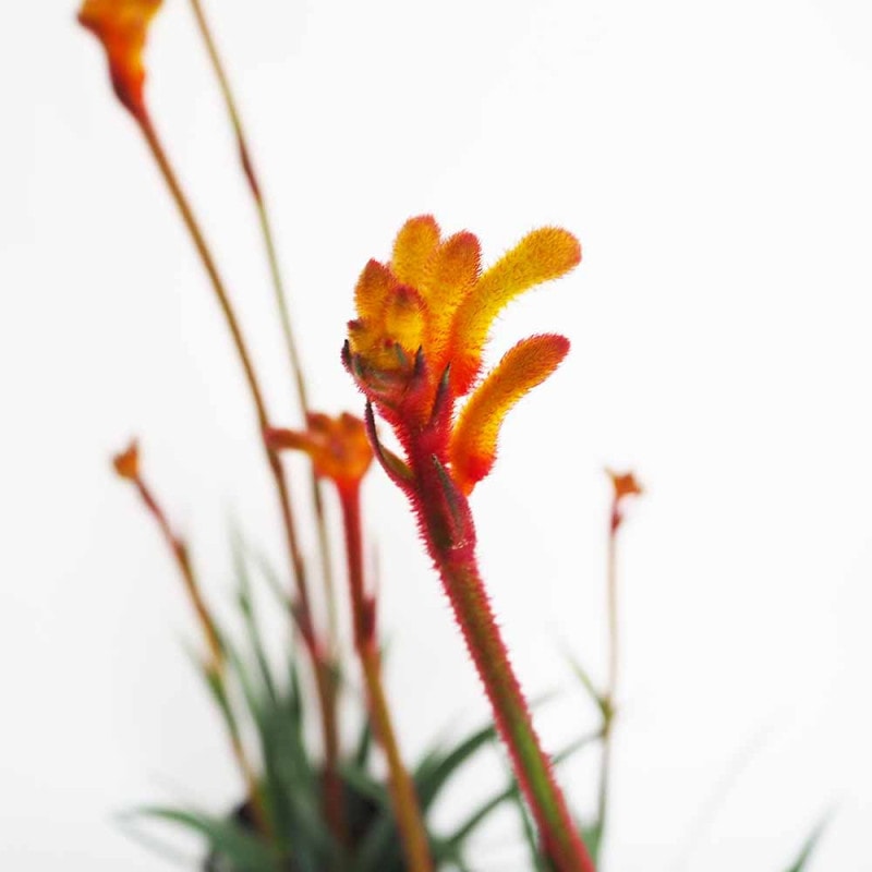 カンガルーポー ブッシュパールピンク【花苗 5号鉢／1個売り