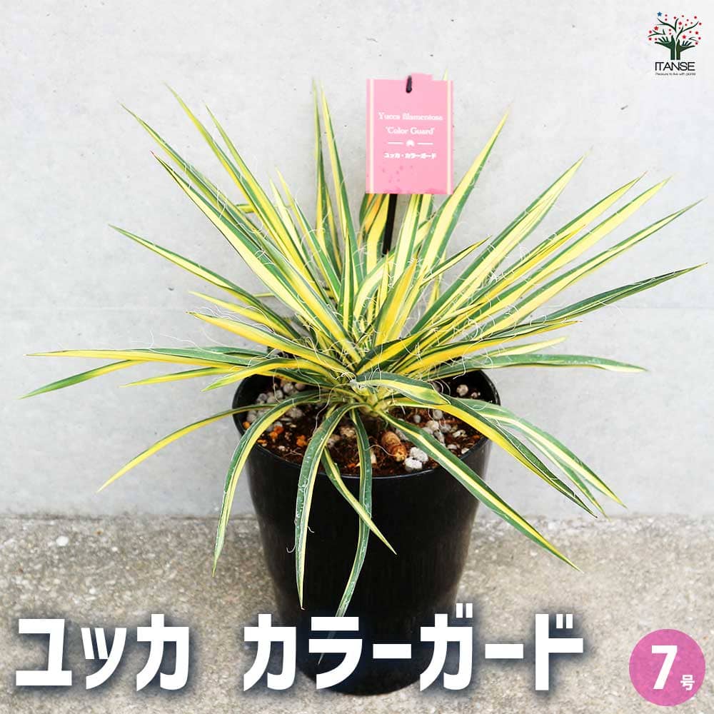 ユッカ カラーガード 【観葉植物 7号／1個売り】｜ 【植物の