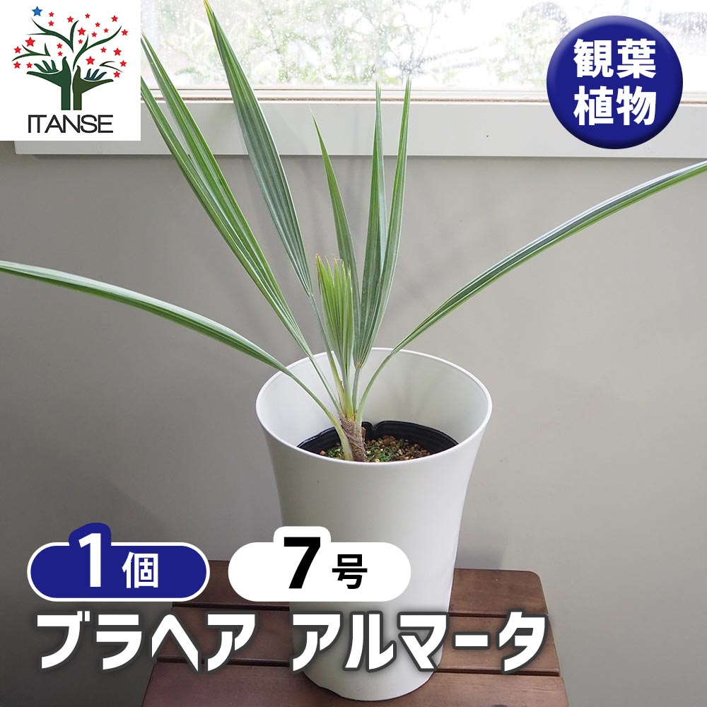 ブラヘア アルマータ 【観葉植物 7号／1個売り】｜ 【植物の