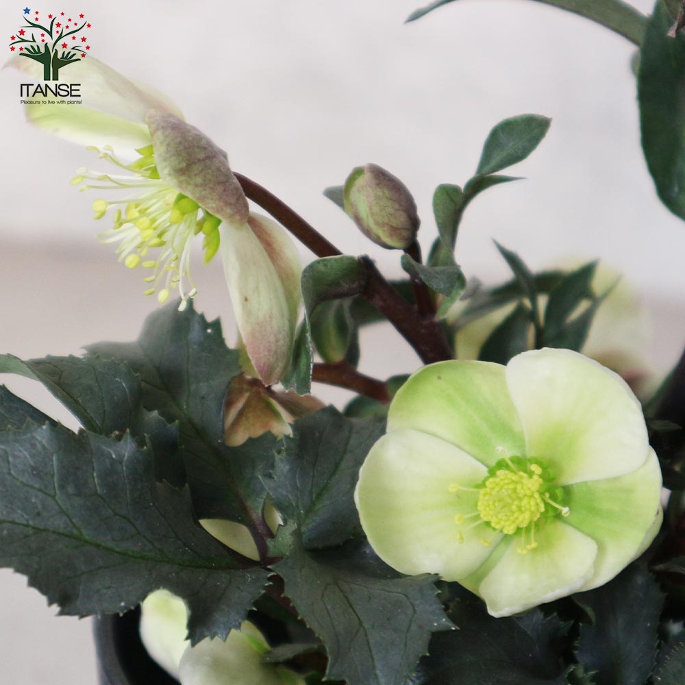 クリスマスローズ モンテクリスト【花苗 5号ポット苗／1個売り