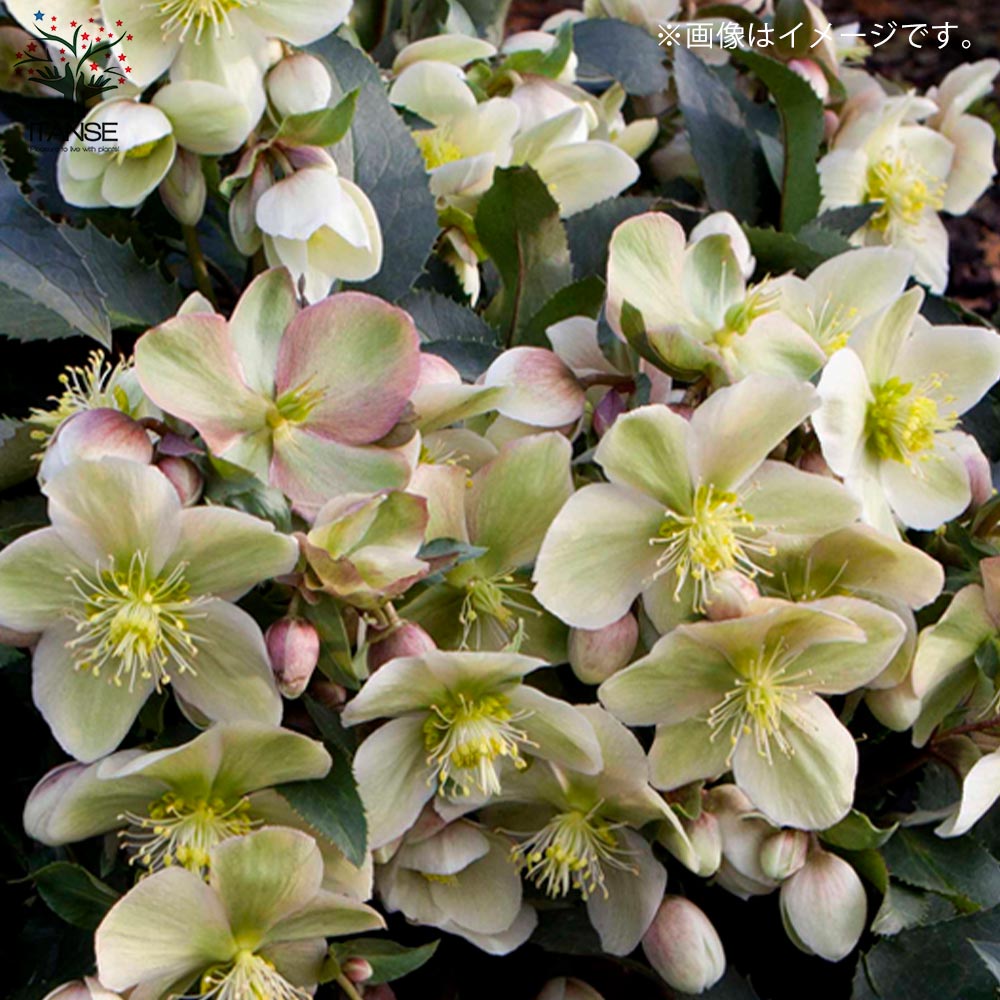 クリスマスローズ モンテクリスト【花苗 5号ポット苗／1個売り