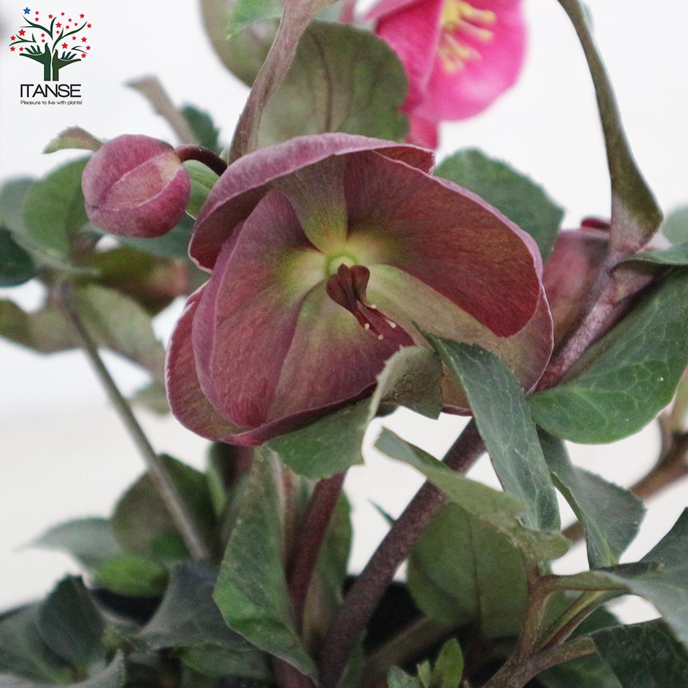 クリスマスローズ アンナズレッド【花苗 5号ポット苗／1個売り