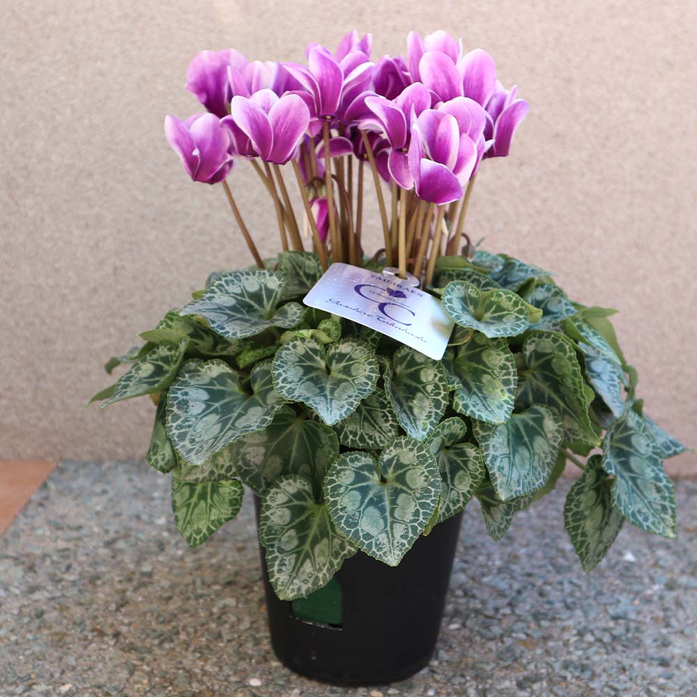 ブルーシクラメン 胡蝶 【開花株 5号 底面給水鉢／1個売り】｜ 【植物