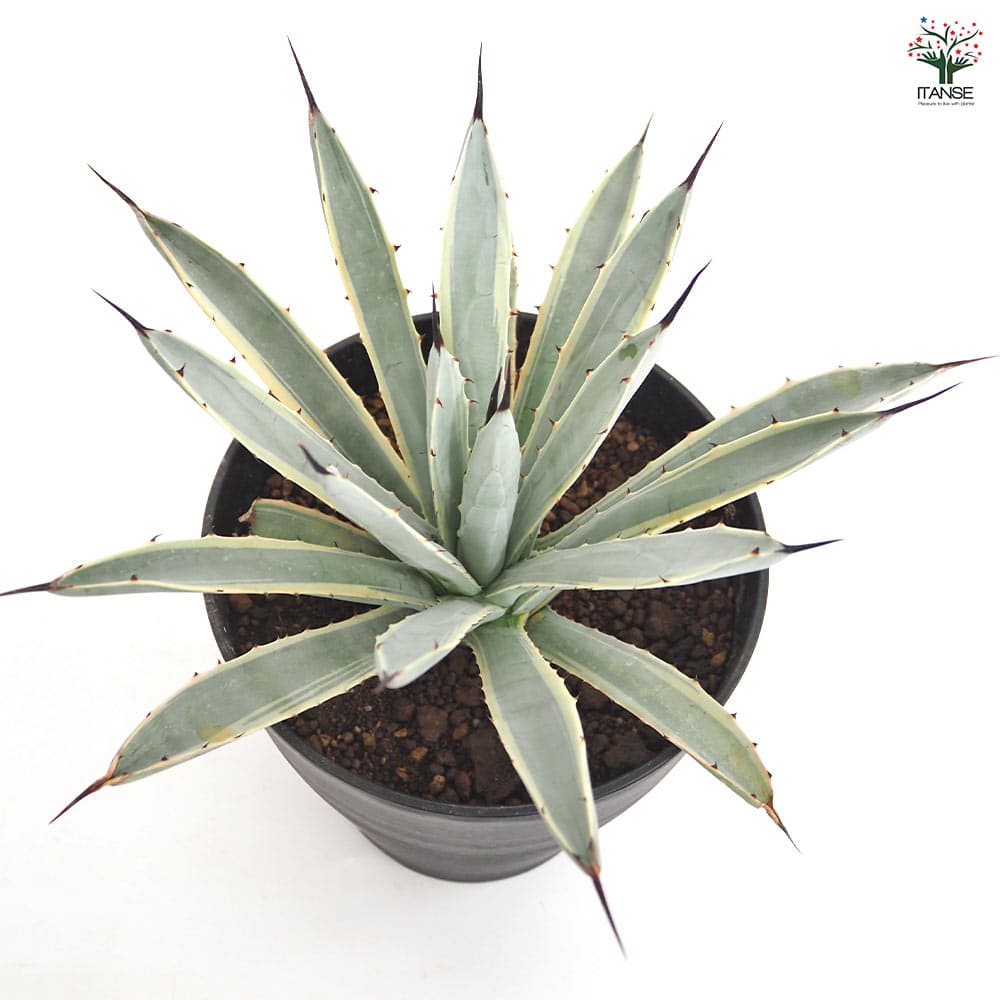 アガベ マクロアカンサ錦 【多肉植物 6号／1個売り】｜ 【植物の