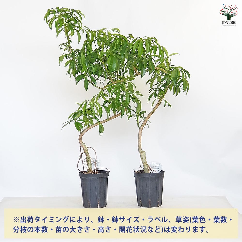 シェフレラ 曲がり 【観葉植物 5号／1個売り】｜ 【植物のITANSE