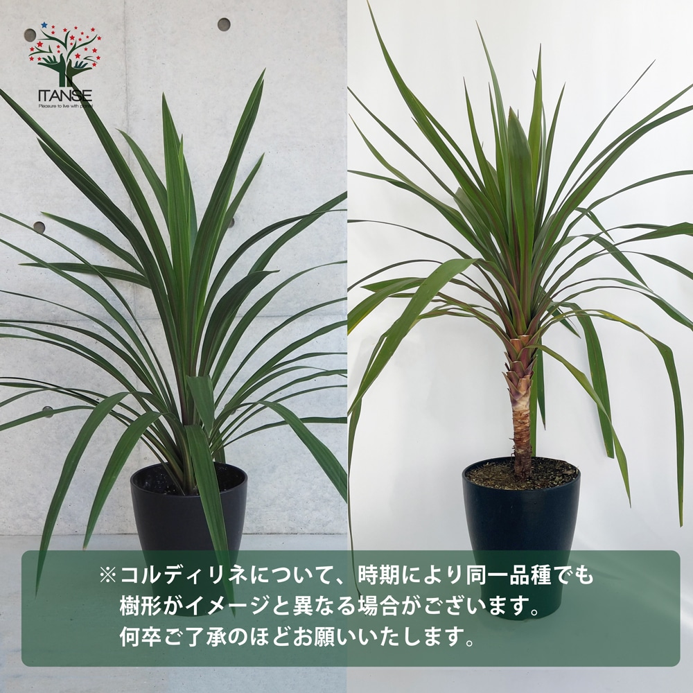 コルディリネ・サウザンスプレンダー 【観葉植物 5号ポット カラー