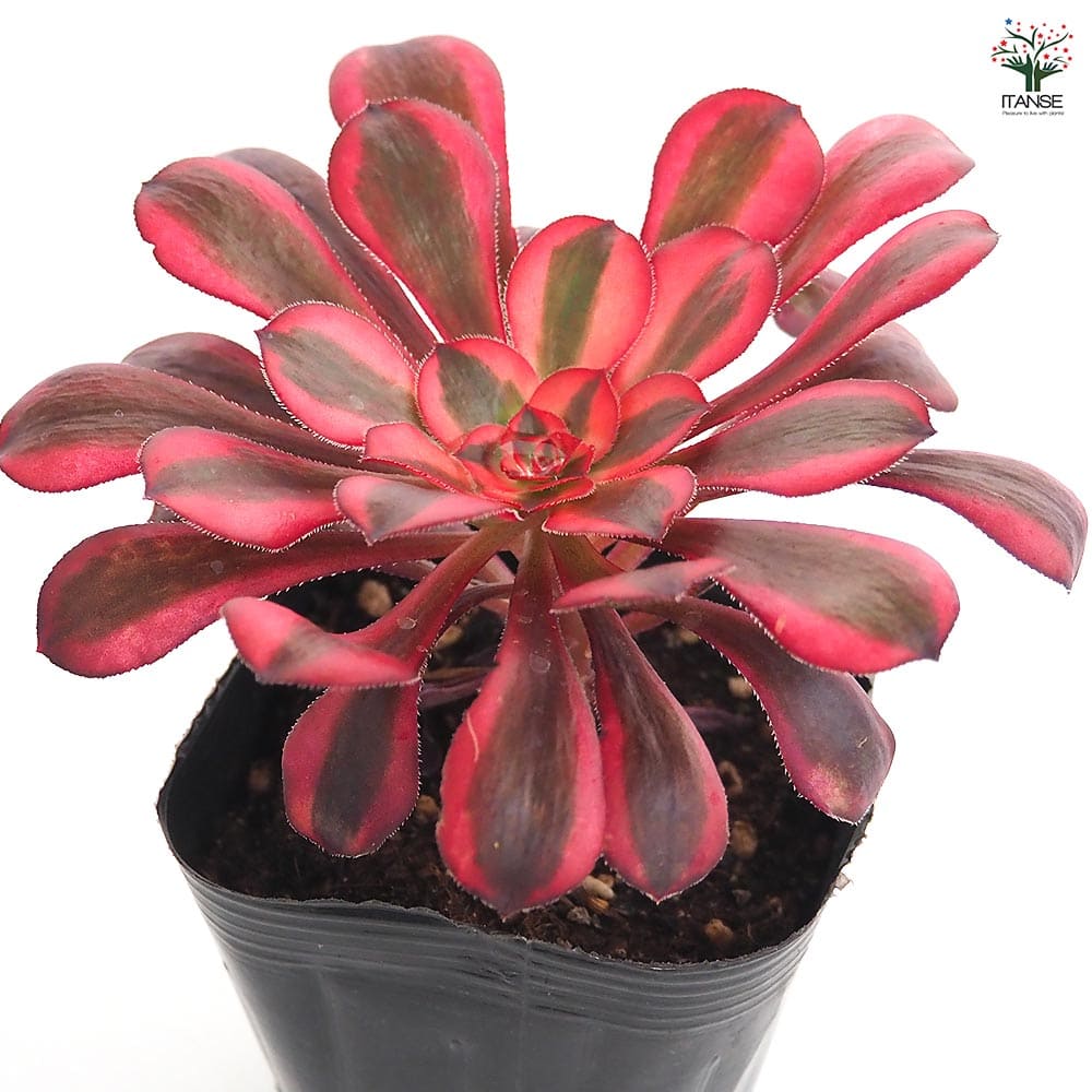 アエオニウム シャネル 【多肉植物 3～3.5号】｜ 【植物のITANSE