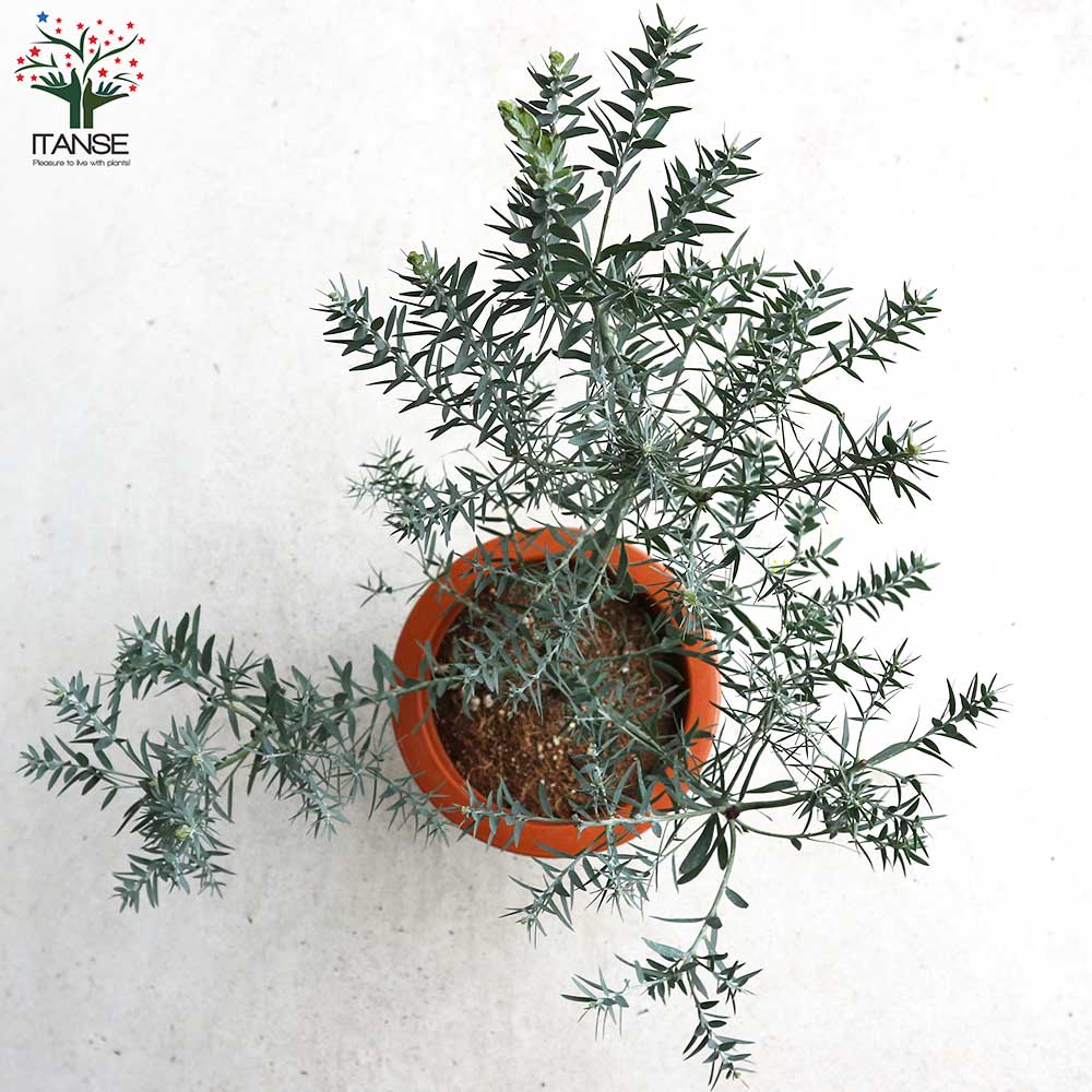 アカシア ブルーブッシュ【花苗 7号茶鉢】｜ 【植物のITANSE