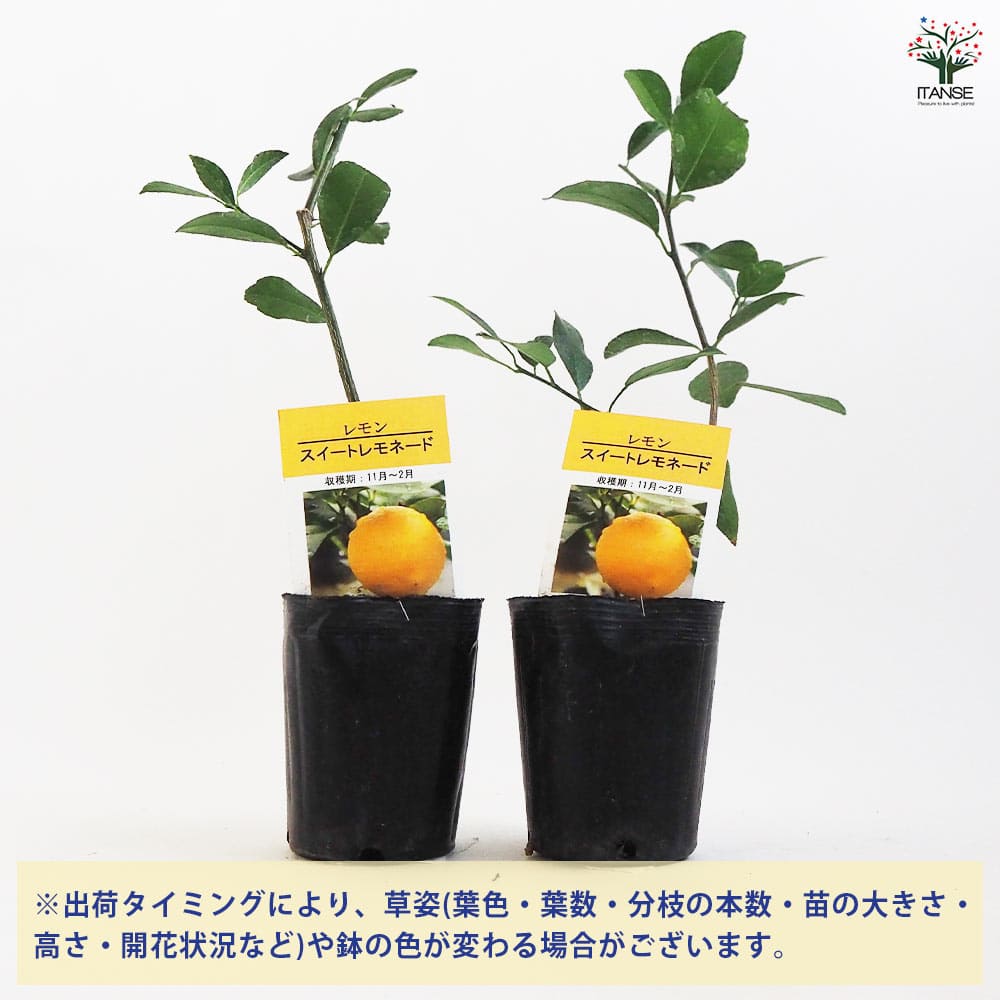 レモンの苗木 スイートレモネード 接ぎ木 【果樹の苗木 3号ポット