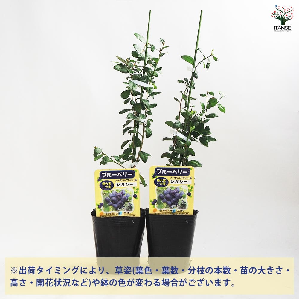 ブルーベリー レガシー 【果樹の苗木 5号ポット】｜ 【植物の