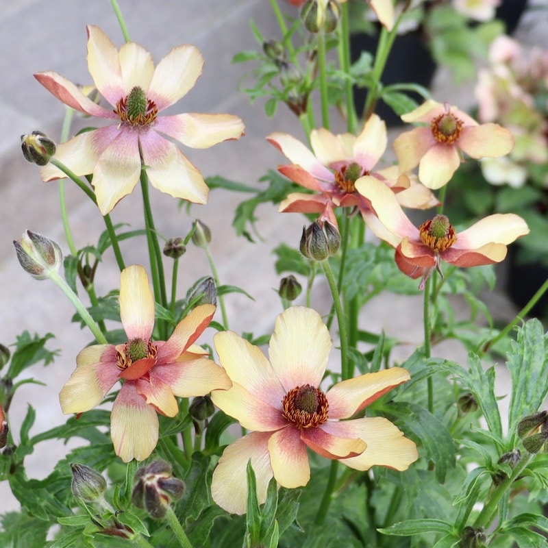 特大株!!画像(ラスト10枚)の現品1点限り☆ラナンキュラス・ラックス