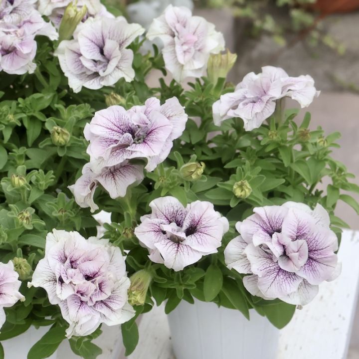 特別取り寄せ☆信頼の桂楓園さんの八重咲きペチュニア「ライラック