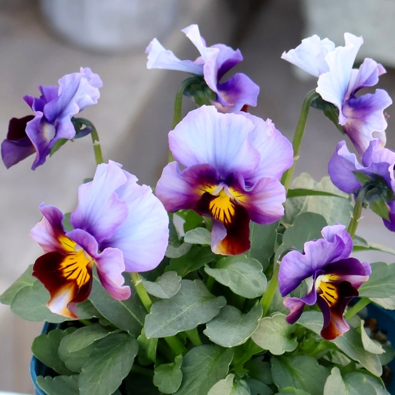 素敵な花苗とおしゃれなガーデニング雑貨｜ネット通販ショップ～風散歩～