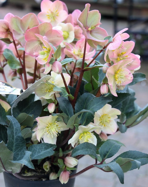 スリット鉢付き 蕾10 ddゴールドフラッシュ クリスマスローズ スリット