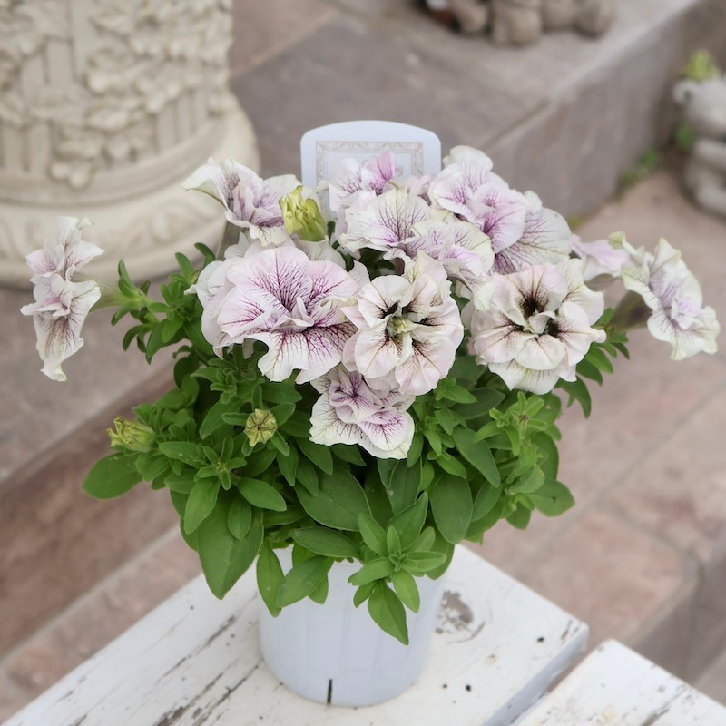 特別取り寄せ☆信頼の桂楓園さんの八重咲きペチュニア「ライラック