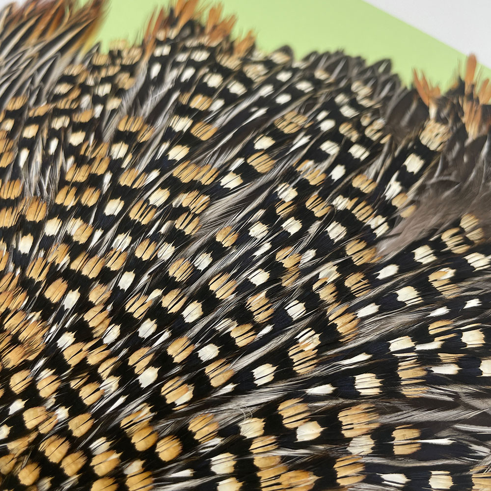 Ken-Cube ジャングルコック Grade A （No.6）