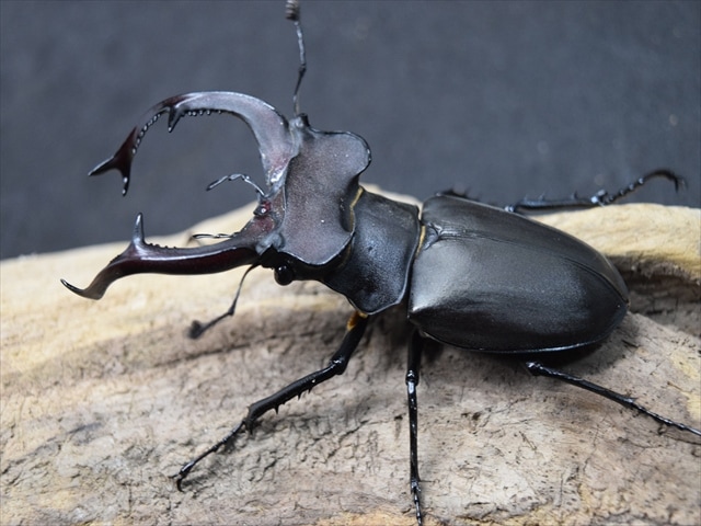 新成虫】ユダイクスミヤマクワガタ86mmペア | 外国産クワガタ 成虫 | 極