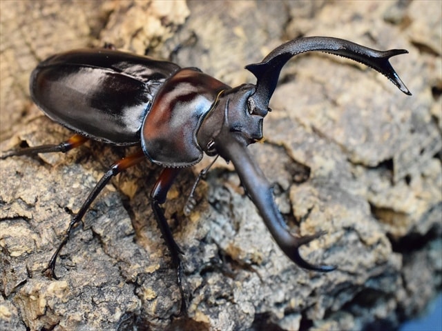 大型新成虫】ディディエールシカクワガタ74mmペア | すべての商品 | 極