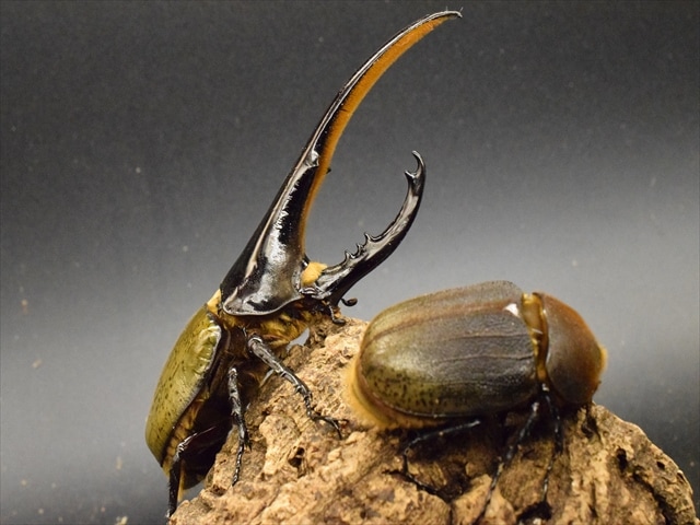 美形】ヘラクレス・ヘラクレス155mmペア | 外国産カブトムシ 成虫 | 極