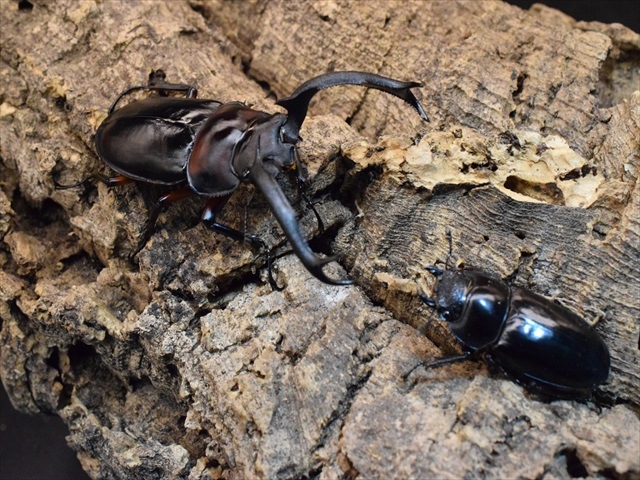 大型新成虫】ディディエールシカクワガタ74mmペア | すべての商品 | 極