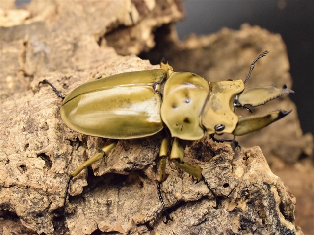 新成虫】モセリオウゴンオニクワガタ64mmペア | 外国産クワガタ 成虫