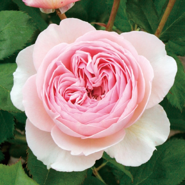 バラ苗 図鑑 ジェフ ハミルトン Geoff Hamilton 国産ノイバラ台木使用