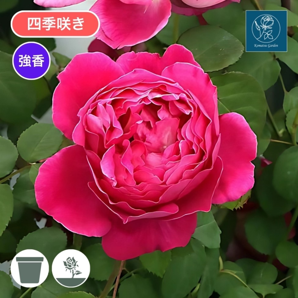 バラ苗 大苗 2026 イフ アイ フェル If I Fell 国産ノイバラ台木使用