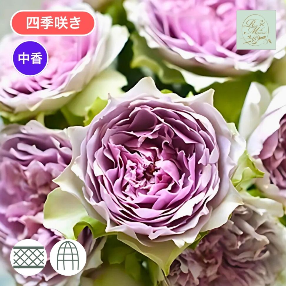 バラ苗 大苗 2026 コフレ Coffret 国産ノイバラ台木使用 | 大苗 2026