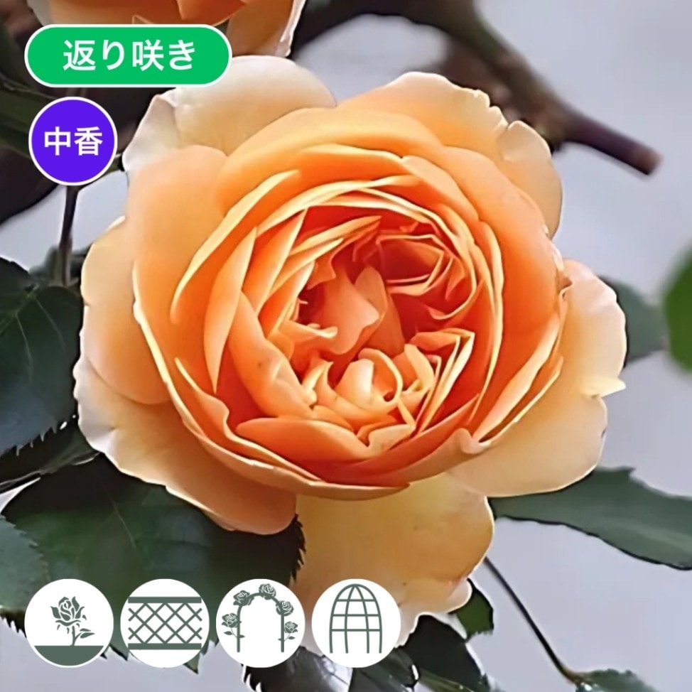 バラ苗 予約新苗 2026 バフ ビューティ Buff Beauty 国産ノイバラ台木