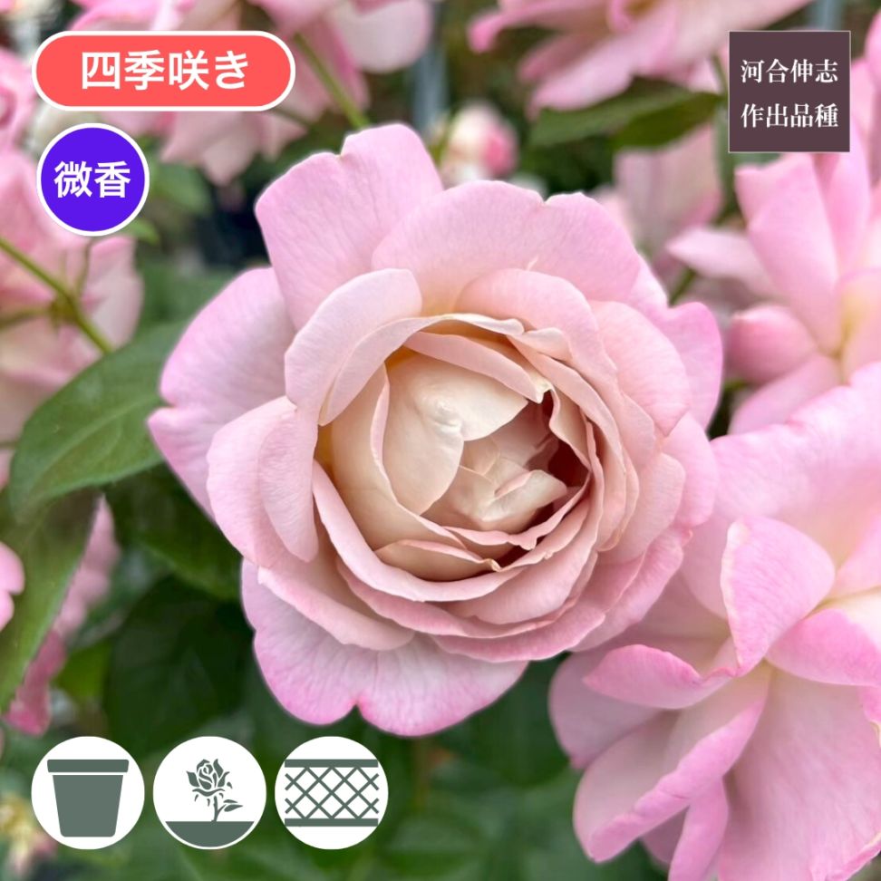 バラ苗 予約新苗 2026 キャメル Camel 国産ノイバラ台木使用 | 予約新