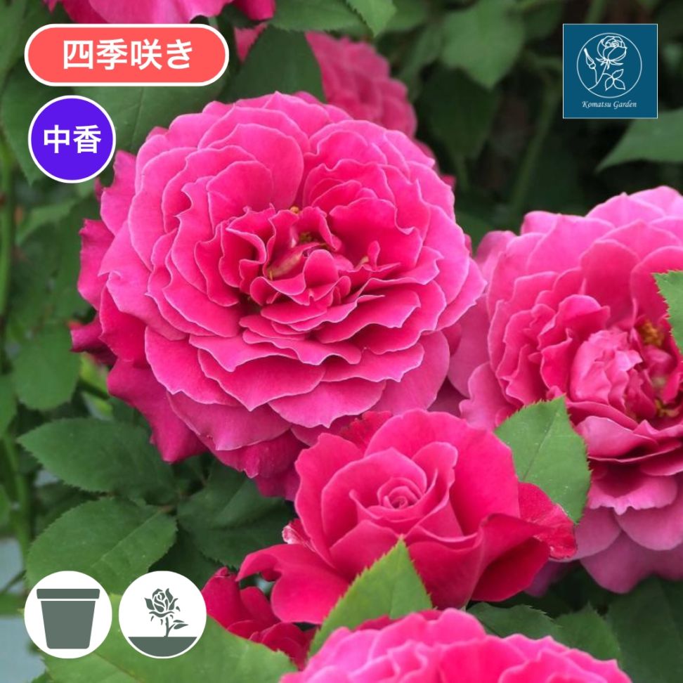 バラ苗 予約新苗 2026 レディソウル 国産ノイバラ台木使用 | 予約新苗