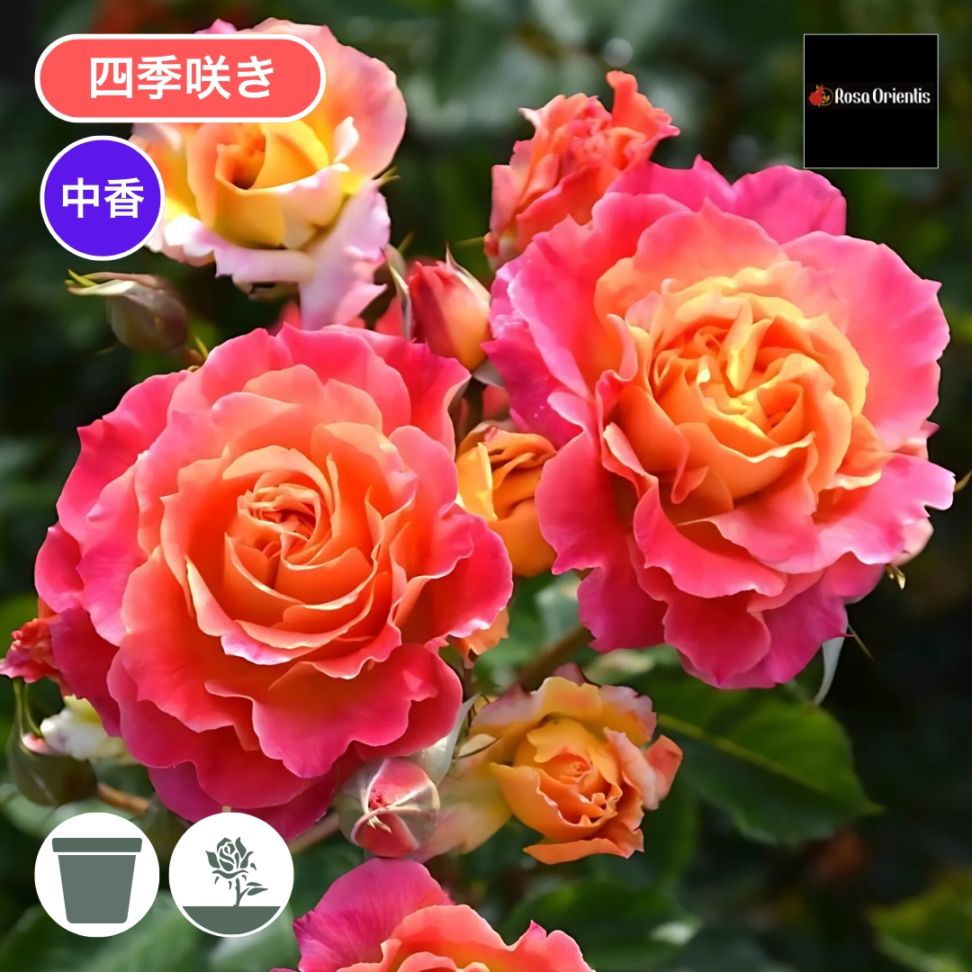 バラ苗 予約新苗 2026 シャルール Chaleur 国産ノイバラ台木使用