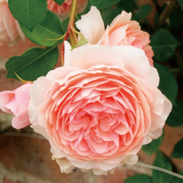 バラ苗 図鑑 ウィリアム モーリス William Morris 国産ノイバラ台木