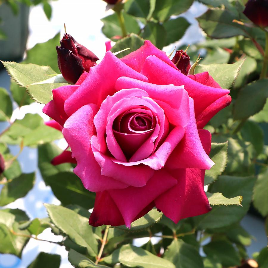 バラ苗 予約スタンダードローズ 2026 レディソウル STD 1.2m 国産