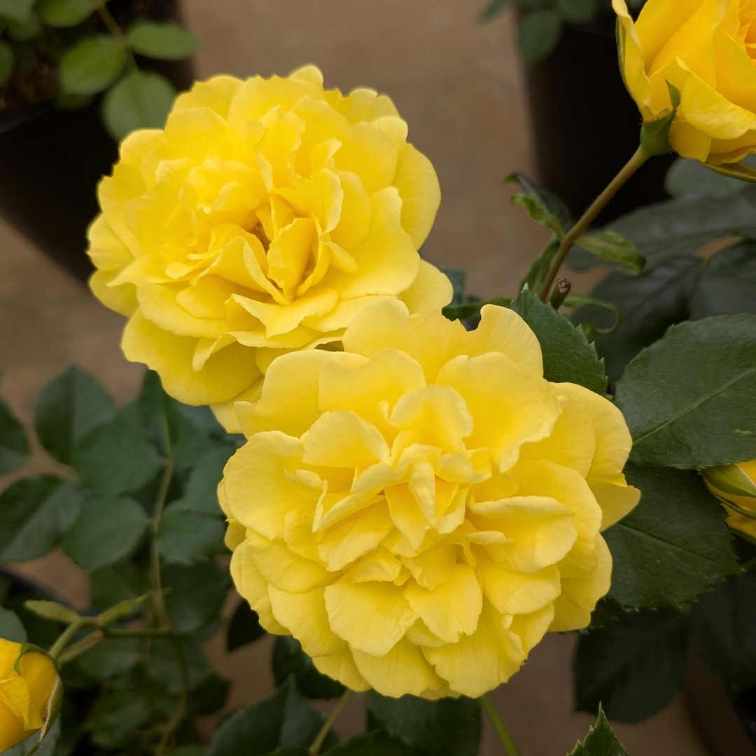 バラ苗 予約新苗 2026 ゴールデン ストリート カラーズ Golden STREET