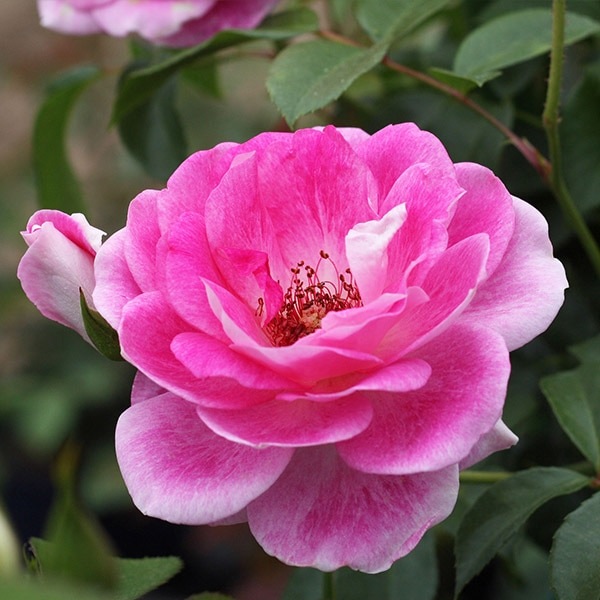 バラ苗 図鑑 ブリリアント ピンク アイスバーグ Brilliant Pink