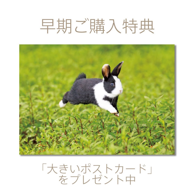 大久野島うさぎカレンダー2026年度の通販はココロのおうち