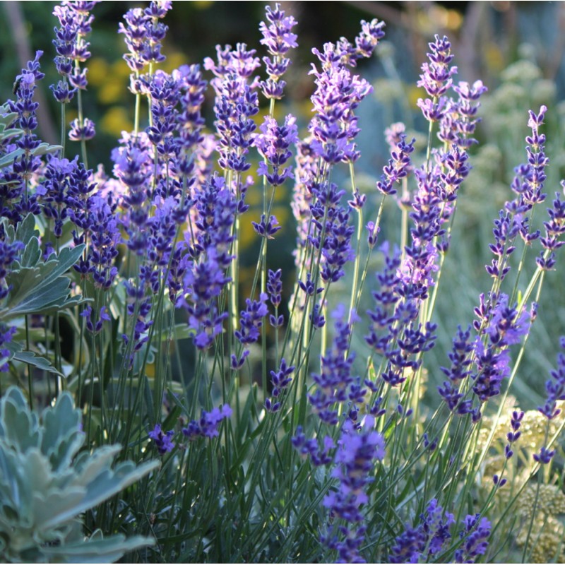 プラナロム】 ラベンダー・スーパー （ラバンジン） 精油