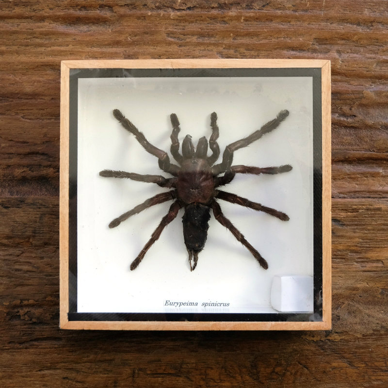 タランチュラ標本｜マライカ公式通販