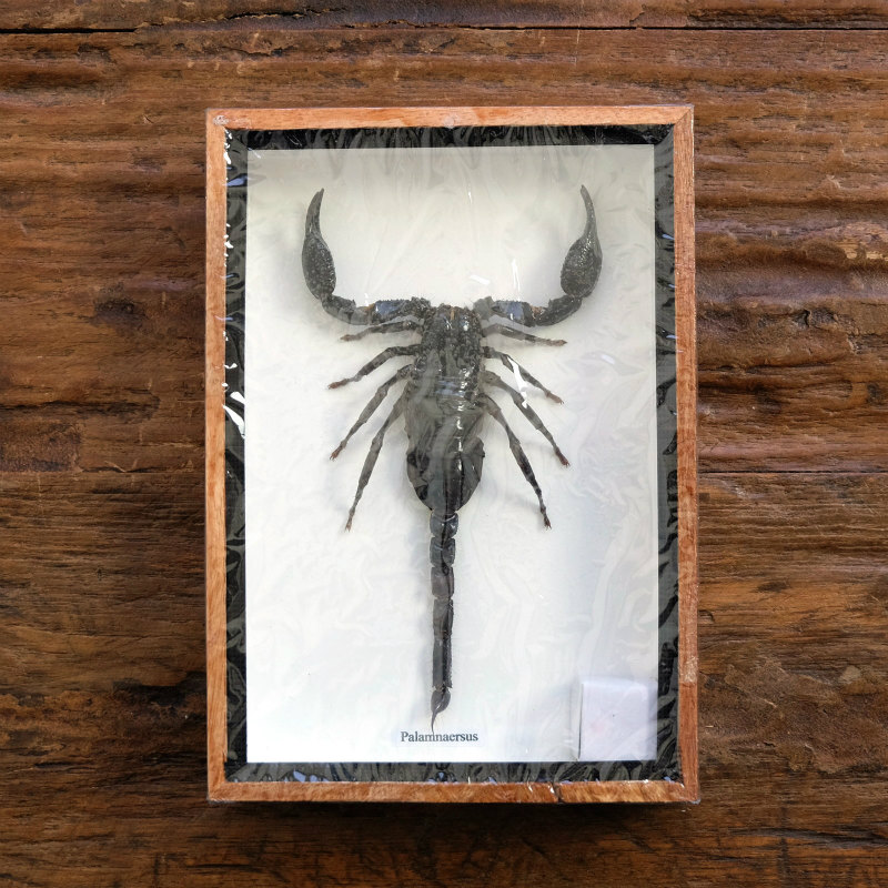 サソリ標本｜マライカ公式通販