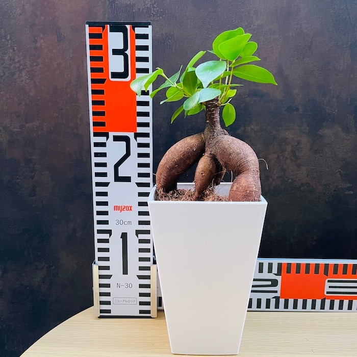 ガジュマルの木 観葉植物 4号鉢苗 小さいサイズ 鉢植え おしゃれな室内