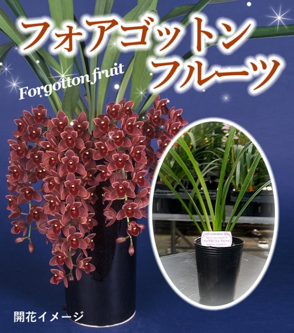 FARM BASE ONLINE SHOP｜洋らん・和らん・苗・資材のギフト・直売