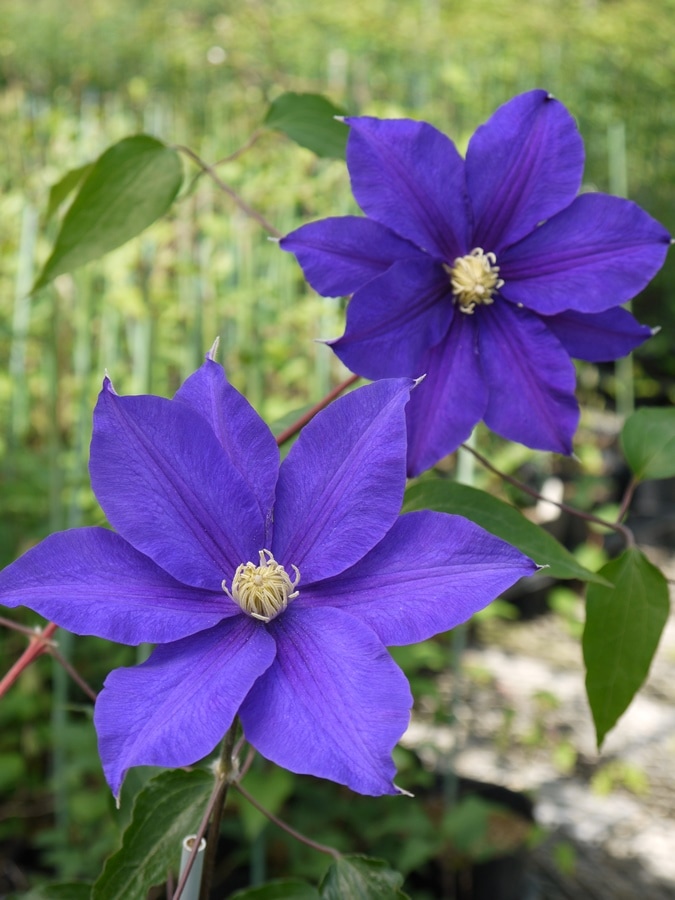 クレマチス,新旧両枝咲き | バラとハーブの専門ショップ 大神（おおが