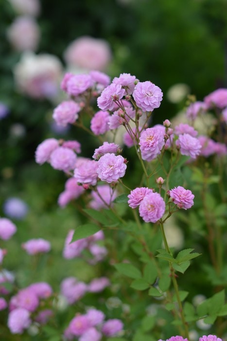 バラ苗 Roses | バラとハーブの専門ショップ 大神（おおが）ファーム