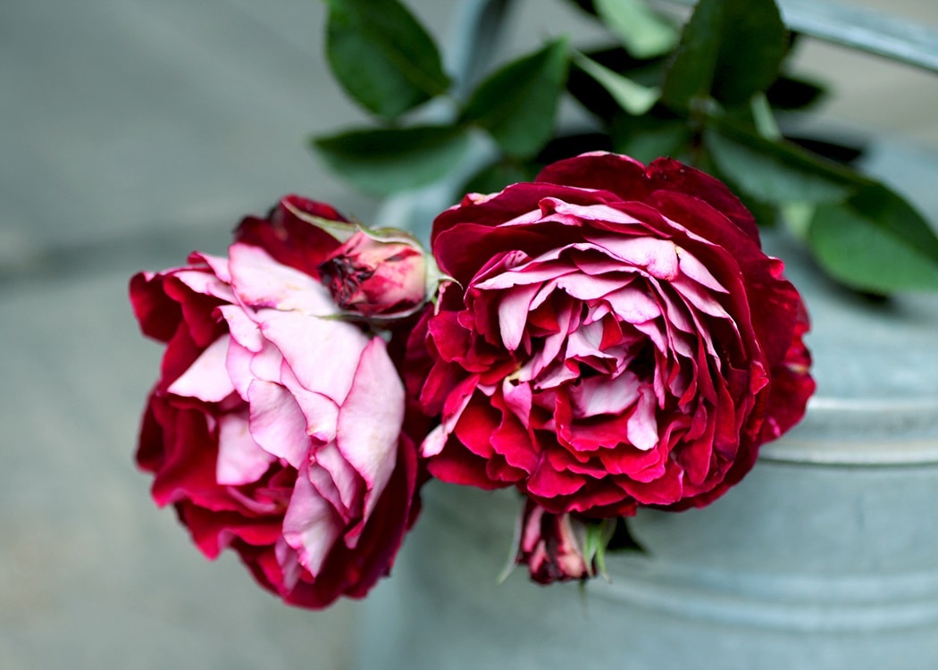 ベル・デ・セゴサ（大苗）7号鉢植え バラ苗 《契約品種》 四季咲き