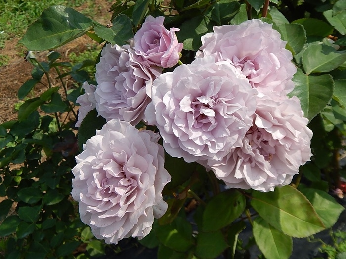 令の風（れいのかぜ）（大苗）7号鉢植え バラ苗 《農林水産省 登録品種