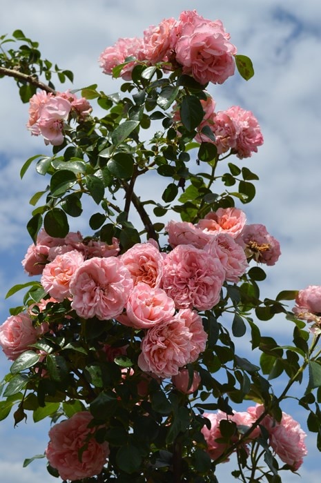 桜衣（さくらごろも）（大苗）7号鉢植え バラ苗 《農林水産省 登録品種