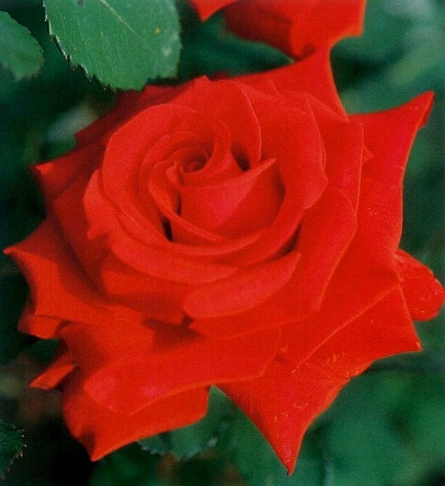 カーディナル（大苗）7号鉢植え バラ苗 四季咲き大輪系（ハイブリッド