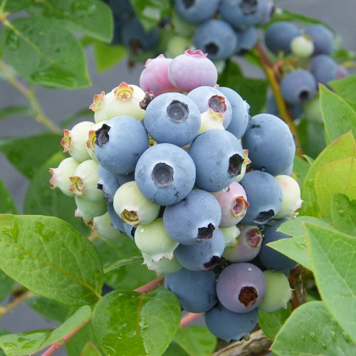 シャープブルー 【SH系ブルーベリー】2年生苗相当